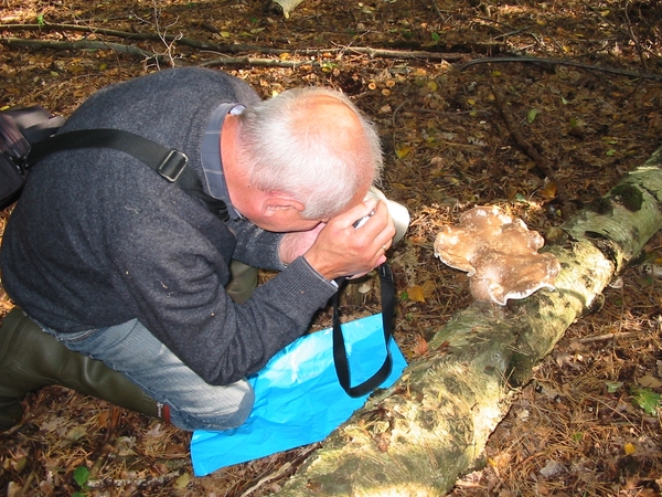 Paddenstoelen 021