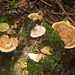Paddenstoelen 023