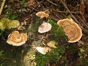 Paddenstoelen 023