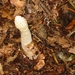 Paddenstoelen 024