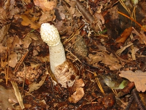 Paddenstoelen 024