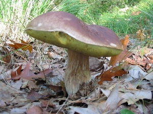 Paddenstoelen 027