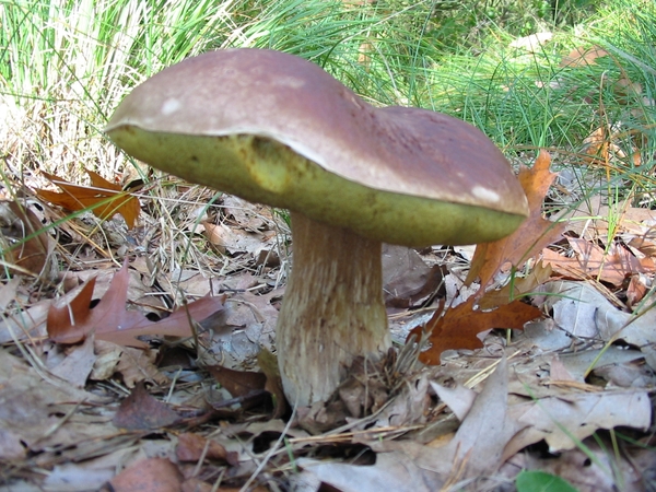 Paddenstoelen 027