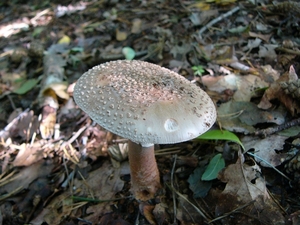 Parelamaniet 04
