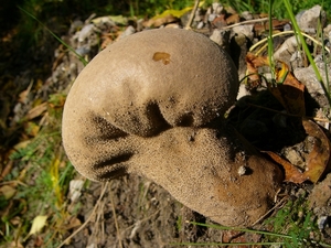 Plooivoetstuifzwam 02