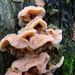 Spekzwoerdzwam 04