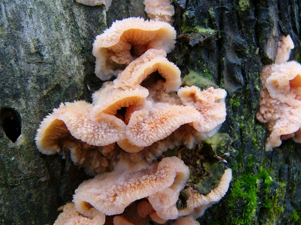 Spekzwoerdzwam 04