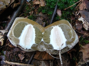 Stinkzwam (Grote -) 05 (Duivelsei)