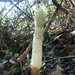 Stinkzwam (Grote -) 06