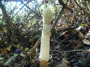 Stinkzwam (Grote -) 06
