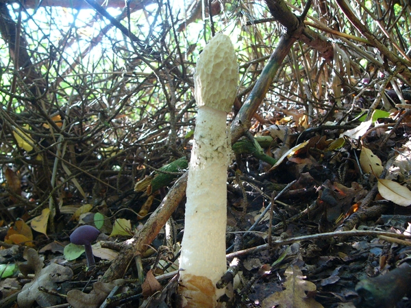 Stinkzwam (Grote -) 06