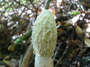 Stinkzwam (Grote -) 07