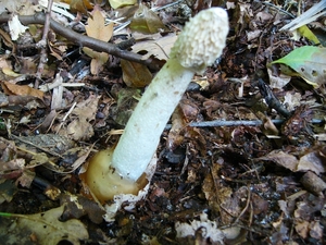 Stinkzwam (Grote -) 08