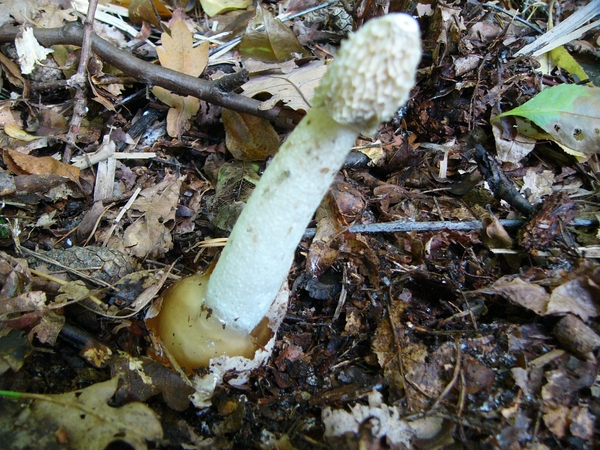 Stinkzwam (Grote -) 08