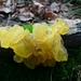 Trilzwam (Gele -)  02