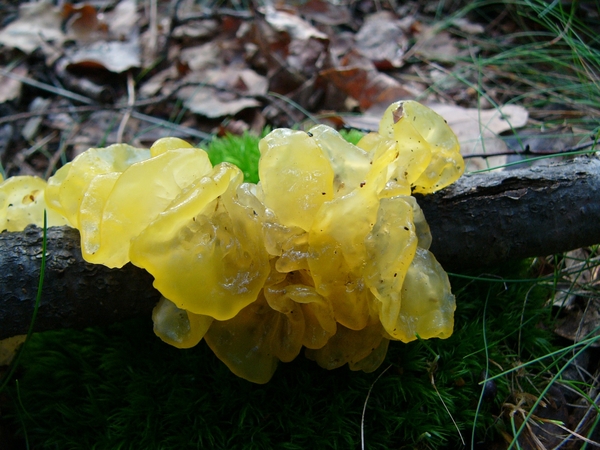 Trilzwam (Gele -)  02