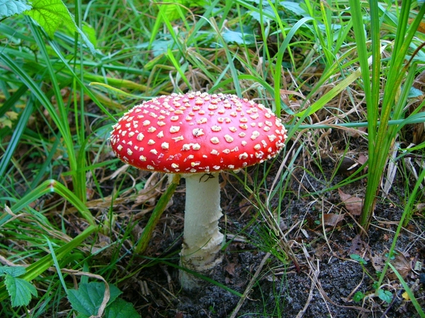 Vliegenzwam 03