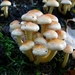 Zwavelkopjes 06