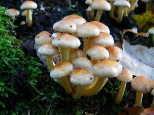 Zwavelkopjes 06
