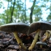 Zwavelkopjes 13