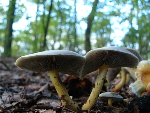 Zwavelkopjes 13