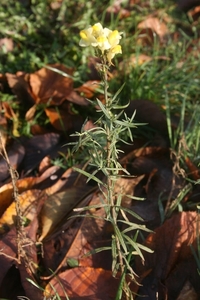 dagwandeling nov Den Bunt 023