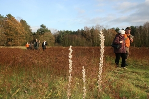 dagwandeling nov Den Bunt 044