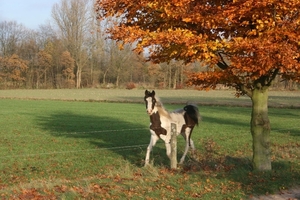 dagwandeling nov Den Bunt 058