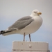 2-8-2010Texel (4)