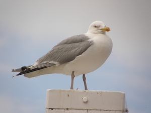 2-8-2010Texel (4)