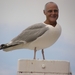 vrijalseenvogel
