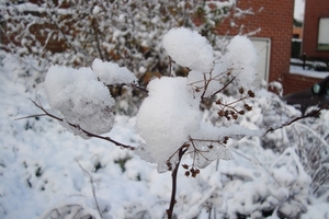 sneeuw 2010 009