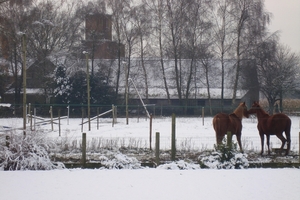 sneeuw 2010 015