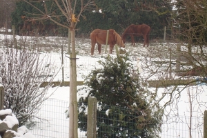 sneeuw 2010-2 027