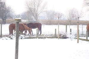 sneeuw 2010-2 003