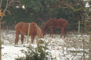 sneeuw 2010-2 026