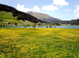 Davos _meer met bloemenzicht