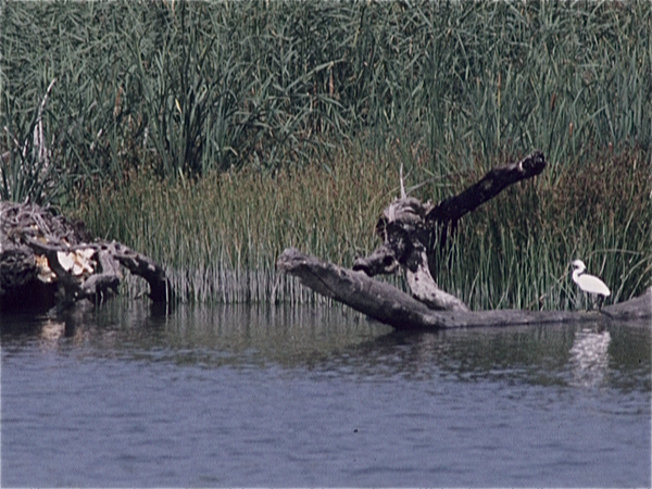 Camargue