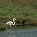 Camargue