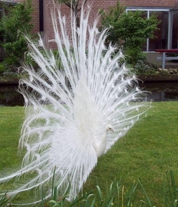 Witte Pauw