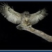 resized_uil