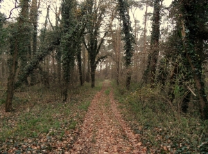 SAM_4349
