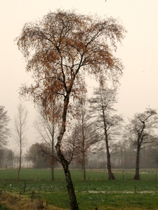 SAM_4379