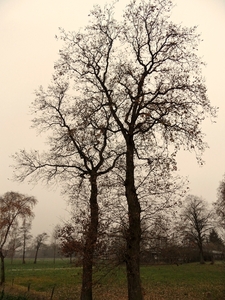 SAM_4380