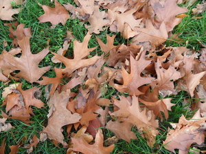 SAM_0193