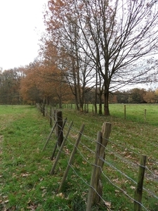 SAM_4313