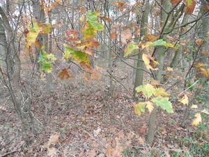 SAM_4319