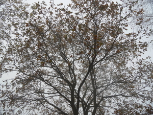SAM_4961