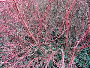 SAM_5285