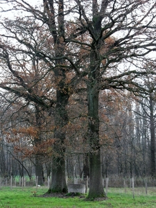 SAM_5563